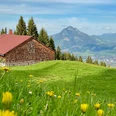 Horn Alpe am Ofterschwanger Horn mit Blick auf den Grünten