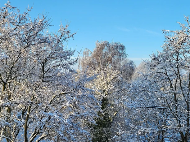 Verschneite Baumkronen mit Vogel (Foto Christine Riel).jpg