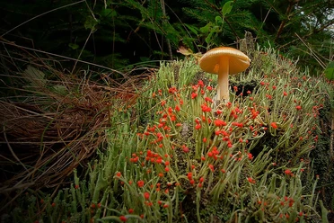 Pilz