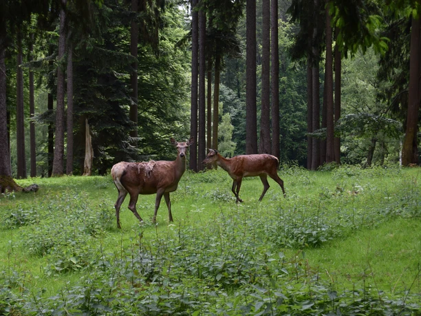 Wildpark Eslarn