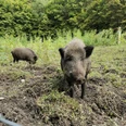 Hallo Wildschwein