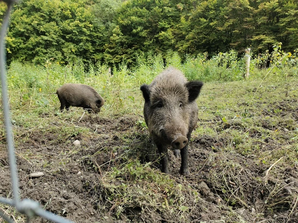 Hallo Wildschwein