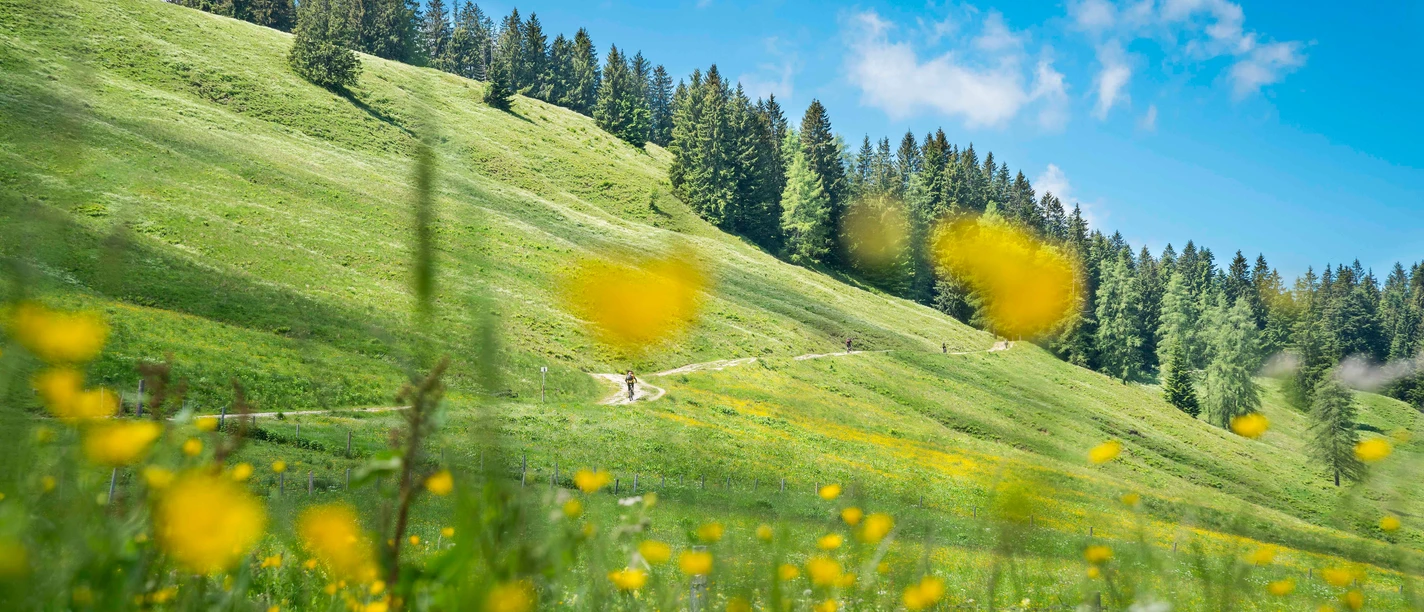 Wanderweg an der Gindelalm