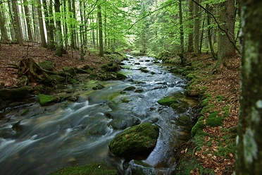 Sagwasser