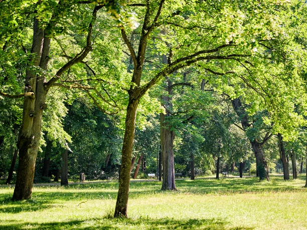 Bäume im Erlanger Schlossgarten