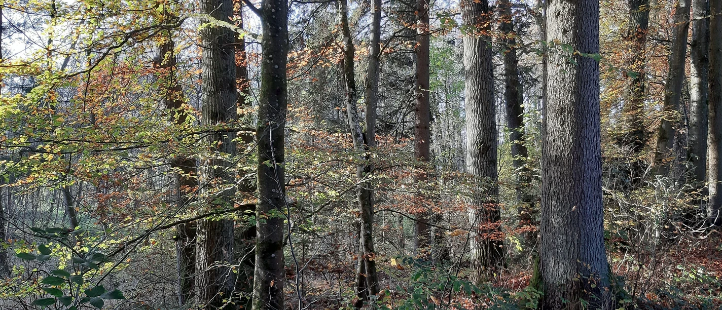 Herbstwald_GP.jpg
