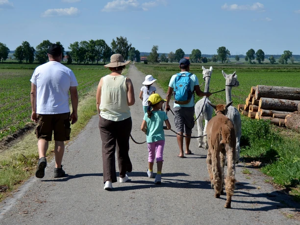 Alpakas im Donaumoos