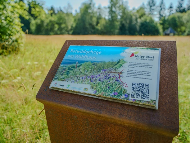 Rotwildgehege im Steinwald