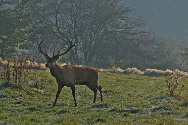 Hirsch
