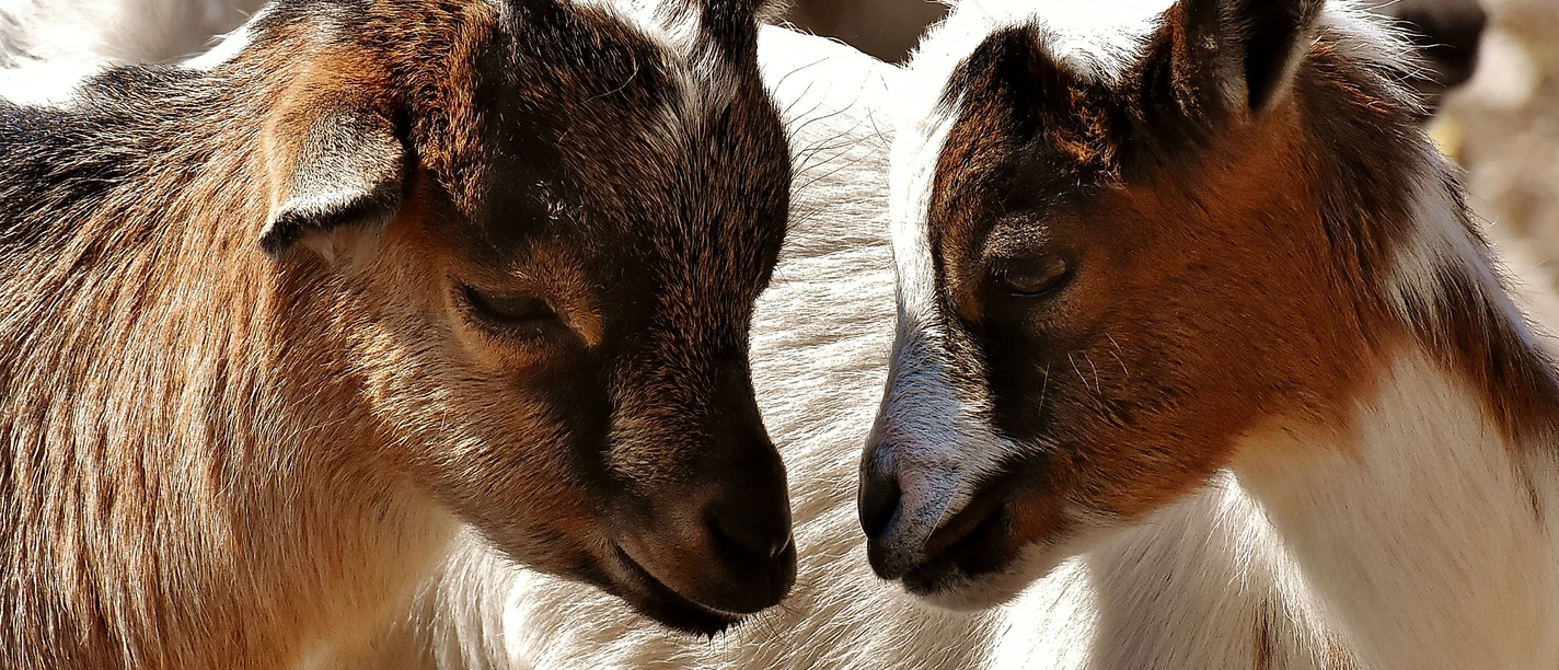 Ziegen Bertelesmühle