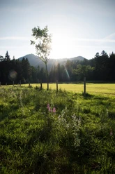 Blick im Märchenwald in die Berge
