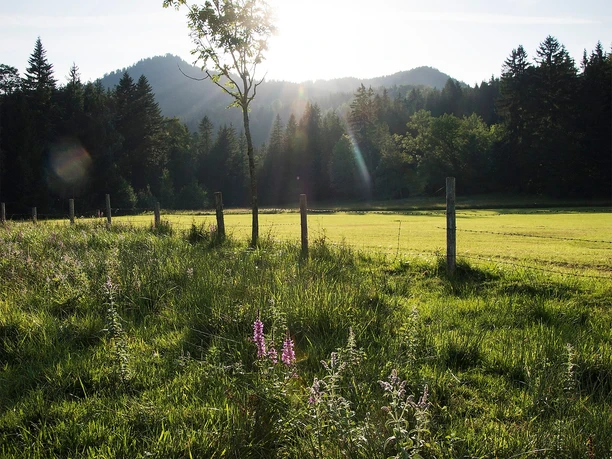 Blick im Märchenwald in die Berge