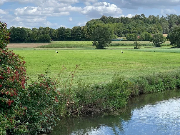 Störche auf Wiese mit Ilm zwischen Hettenshausen und Ilmmünster Störche auf Wiese mit Ilm zwischen Hettenshausen und Ilmmünster