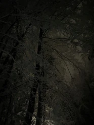 Wald im Dunklen mit Nebel_Markus Koch.jpg