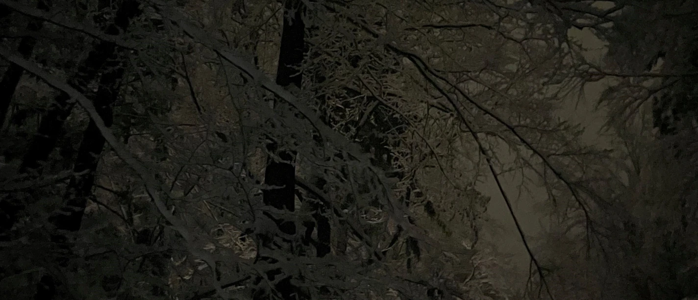 Wald im Dunklen mit Nebel_Markus Koch.jpg