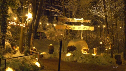 Advent im Wald