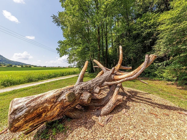 Baumstamm am Moorerlebnisweg