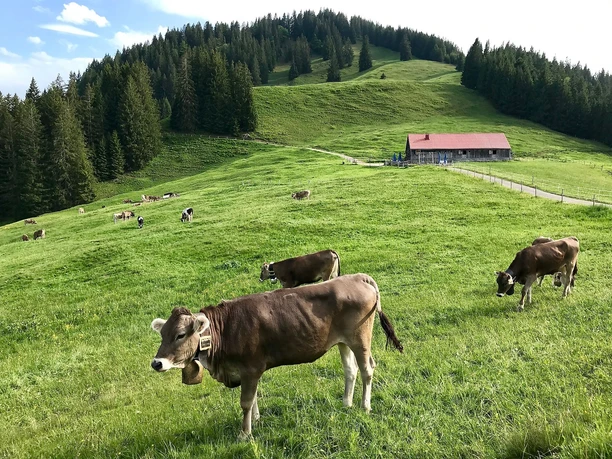 Alpe Fahnengehren am Ofterschwanger Horn