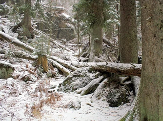 Wilder Winterwald