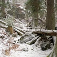 Wilder Winterwald