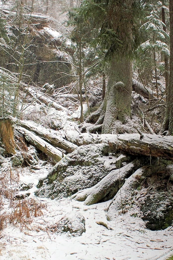 Wilder Winterwald