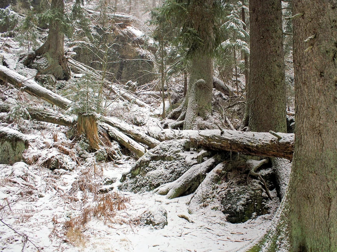 Wilder Winterwald