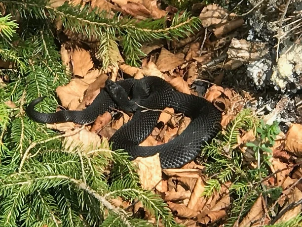 Mit etwas Glück kann man die schwarze Kreuzotter (Höllenotter) beobachten