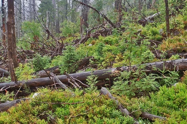 Wilder Wald