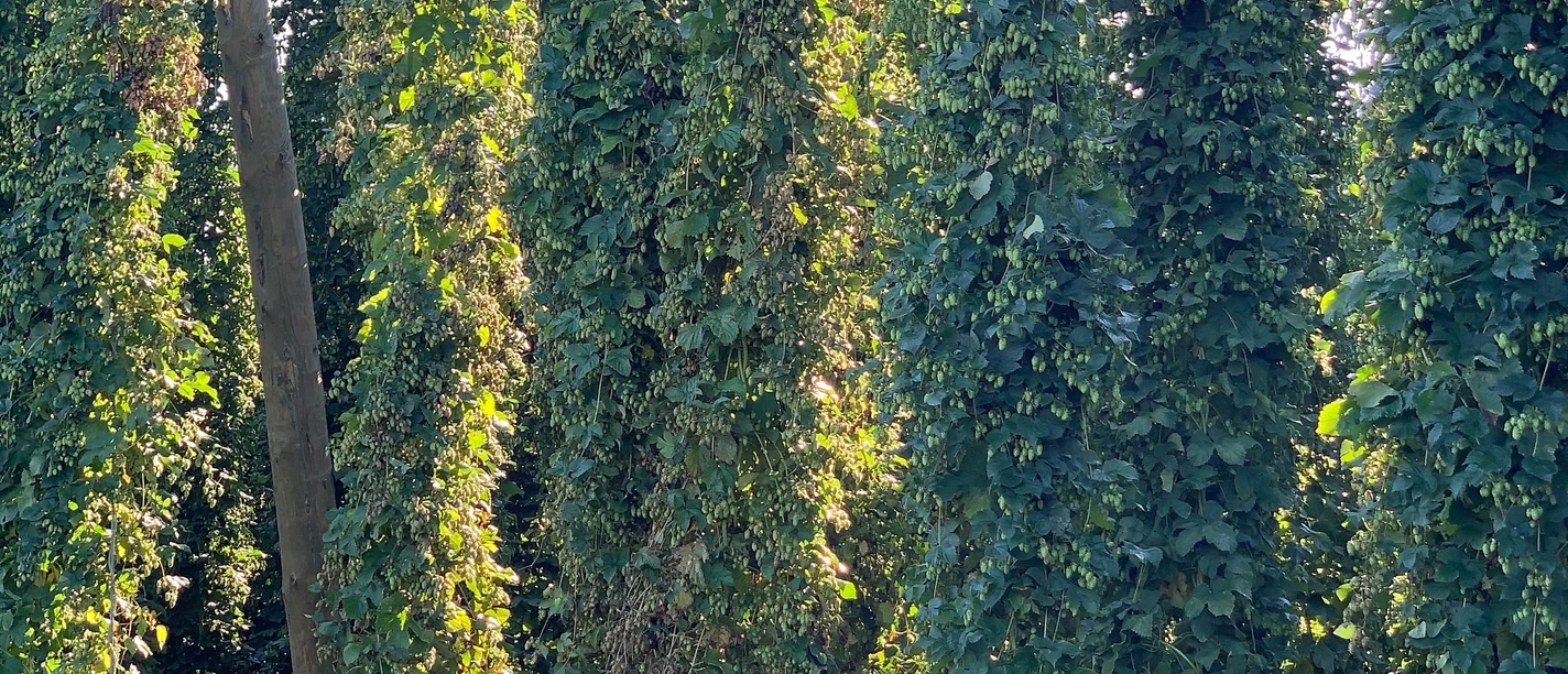 Hopfen bei Ilmtaltour auf Höhe Rohrbach Hopfen bei Ilmtaltour auf Höhe Rohrbach