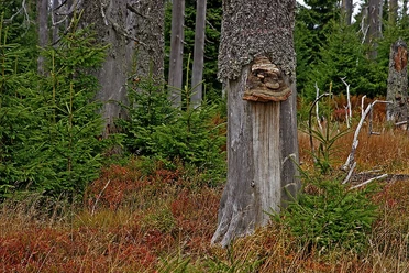 Baumpilzkopf