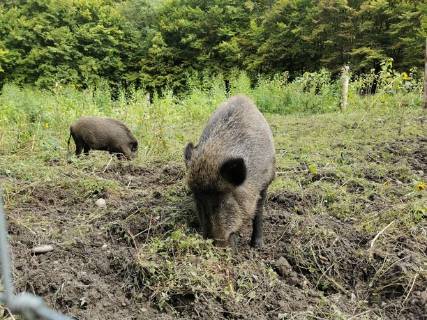 Wildschwein