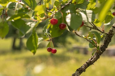 Wildbeeren