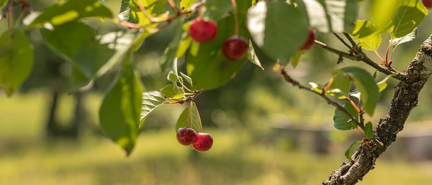 Wildbeeren