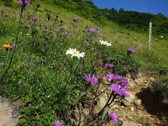 Blumenwiese auf der Wannenkopf-Tour
