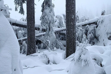 Winter Windwurf