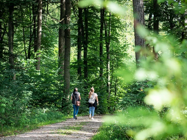 Wemdinger Waldstück
