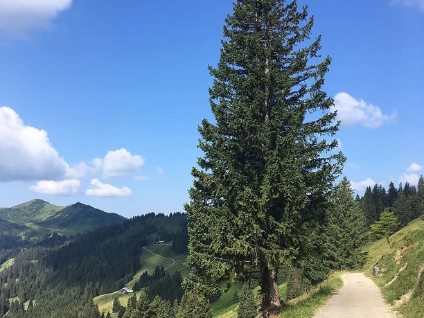Alpweg Richtung Berghaus Schwaben