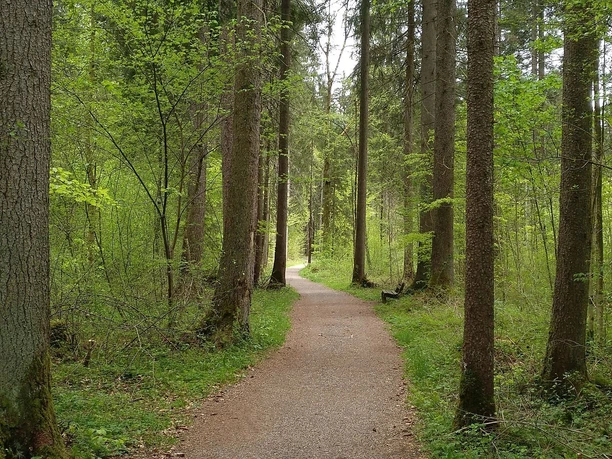 Auf dem Weg durch den Weidachwald bei Fischen im Allgäu