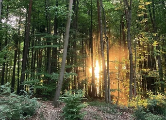 Sonnenaufgang im Wald Andrea_Bonauer.jpg