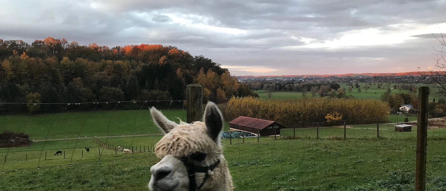 Alpaka_RegionalmarketingGünzburgGbR.jpg