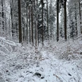 Winterwald mit SchneeII_Markus Koch.jpg