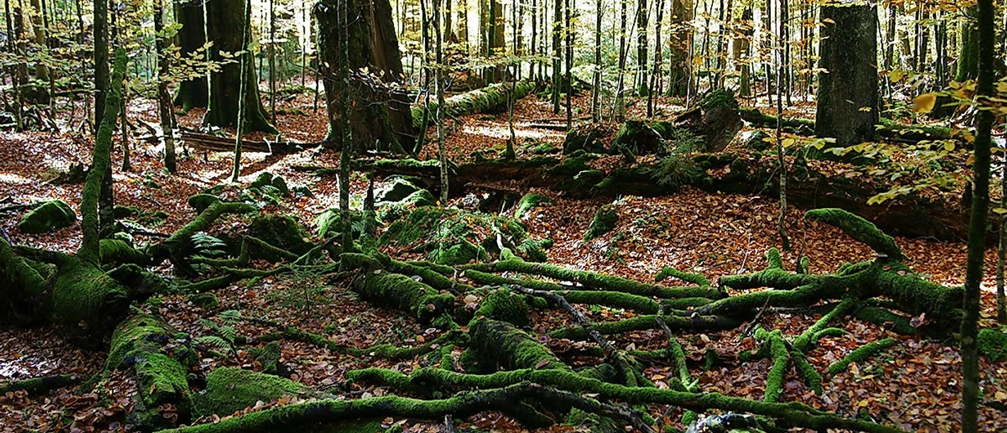 Wildnis Zwieslerwaldhaus