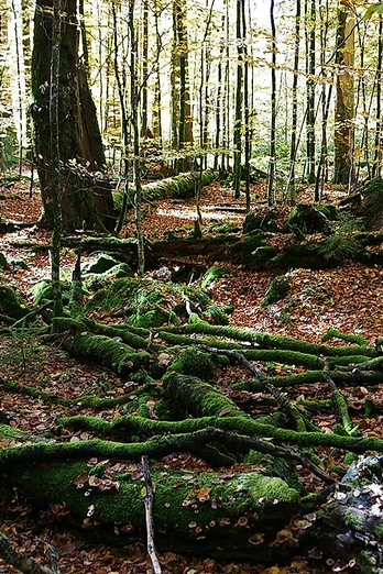 Wildnis Zwieslerwaldhaus