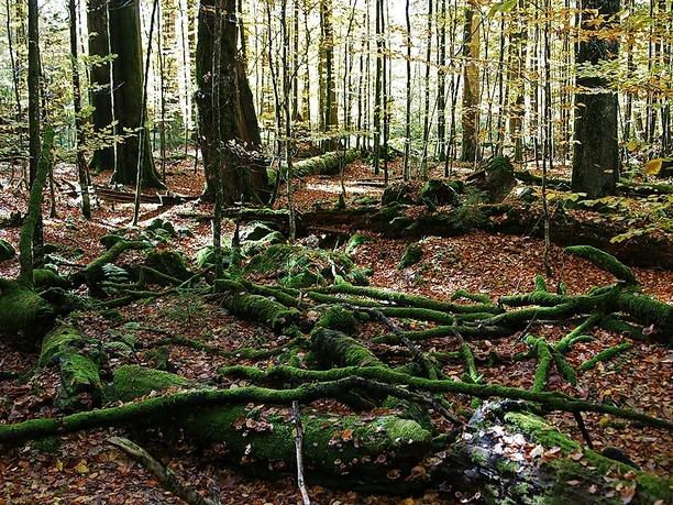 Wildnis Zwieslerwaldhaus Wildnis Zwieslerwaldhaus