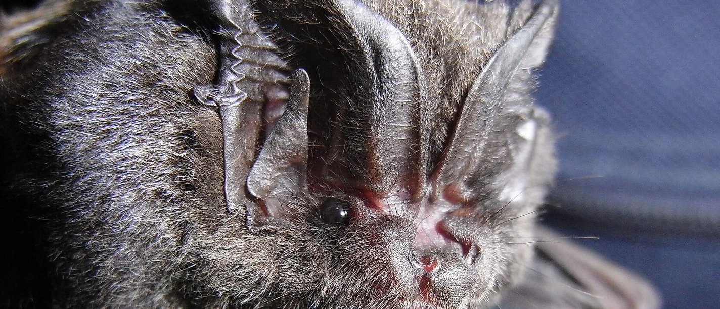 Fledermaus
