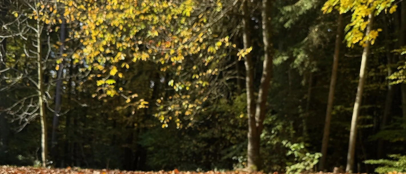 Herbstwald mit Sonne_Markus Koch.jpg