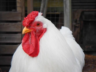 weißes Huhn