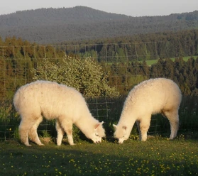 Alpakahof Grüne Au