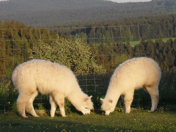 Alpakahof Grüne Au