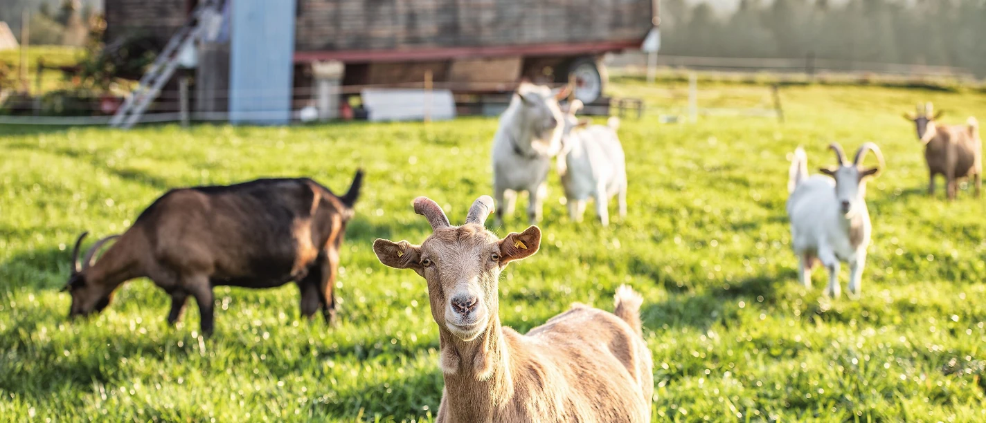 Ziegenhof Maria Frisch